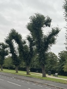 22nd Aug 2023 - Are the trees trying to communicate?