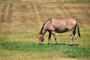 14th Aug 2023 - A Bay Dun Horse...