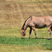 A Bay Dun Horse... by bjywamer