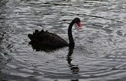 23rd Aug 2023 -  I Spy A Swan ~ 