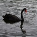  I Spy A Swan ~  by happysnaps