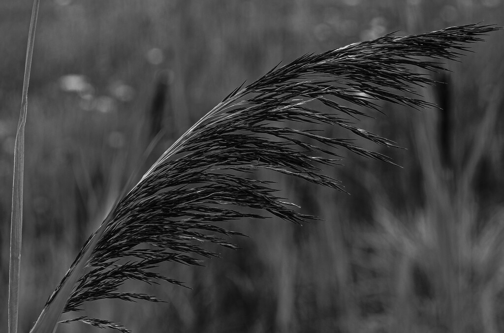 Gone to seed by darchibald