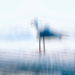 Abstract 23- Gull by annied