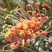 Grevillea flower by Dawn