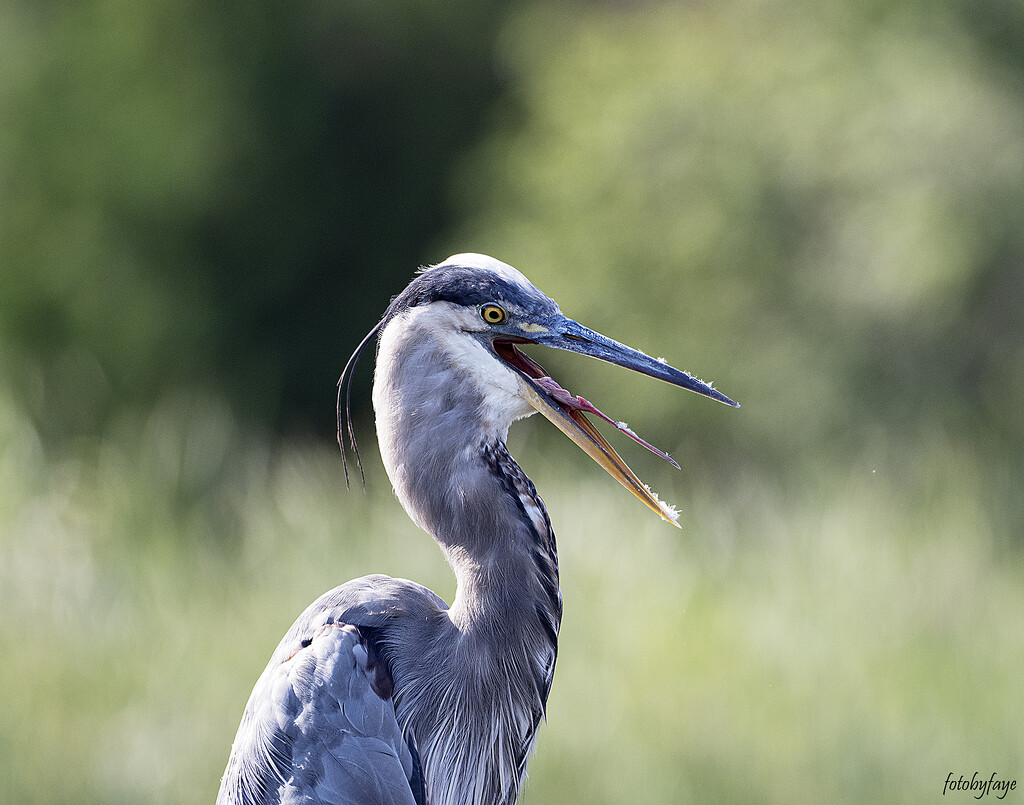 Blue Heron by fayefaye