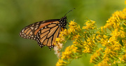 22nd Aug 2023 - Monarch Butterfly!