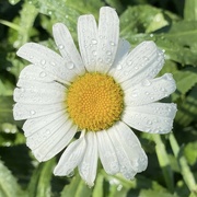 22nd Aug 2023 - Portrait of a Daisy