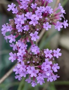 22nd Aug 2023 - Purple top Vervain
