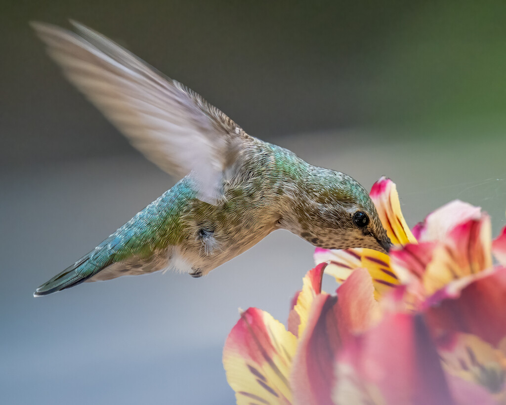 Anna's Hummingbird  by nicoleweg