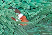 16th Aug 2023 - clown fish in anemone