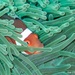 clown fish in anemone by wh2021
