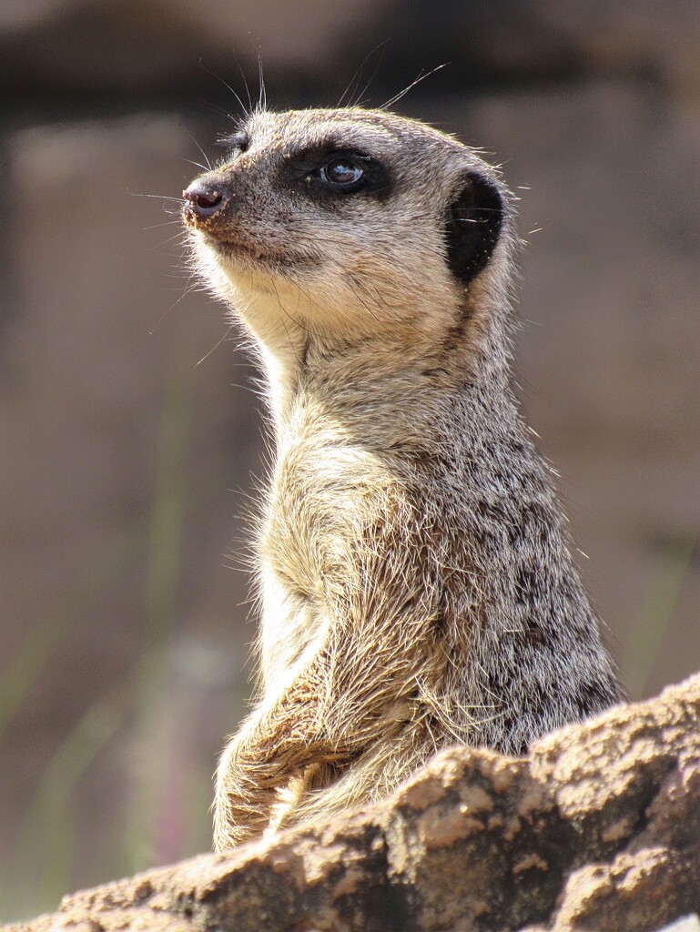 Meerkats are so photogenic.  by johnfalconer