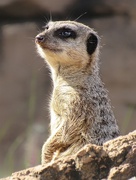 23rd Aug 2023 - Meerkats are so photogenic. 