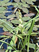 12th Aug 2023 - Branched Bur Reed