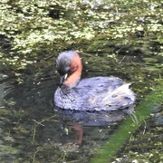 11th Aug 2023 - Little Grebe