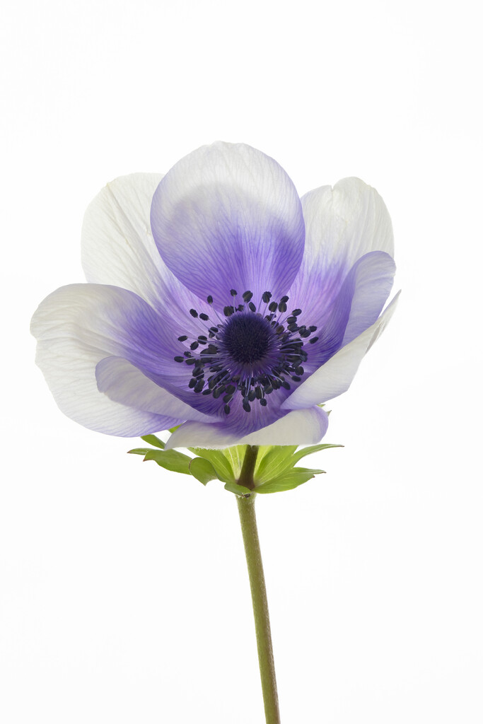 First Anemone this year by bugsy365