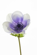 22nd Aug 2023 - First Anemone this year