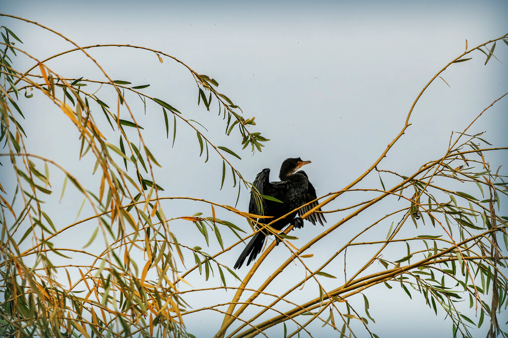 Same tree, different bird by ludwigsdiana