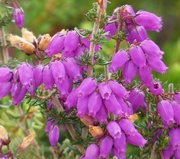23rd Aug 2023 - Bell Heather