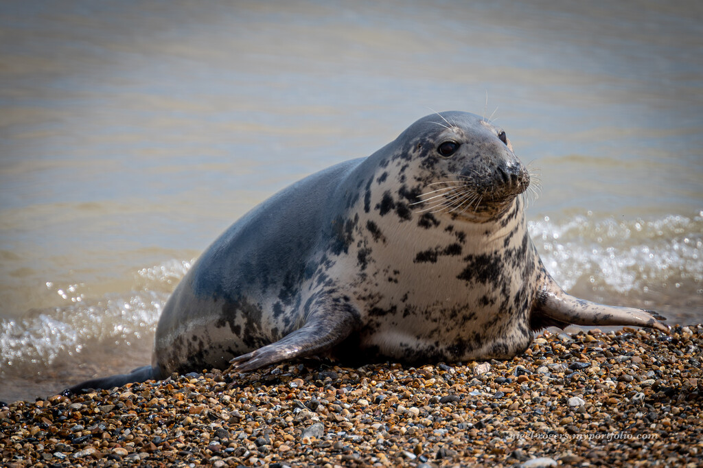 Seal 2 by nigelrogers