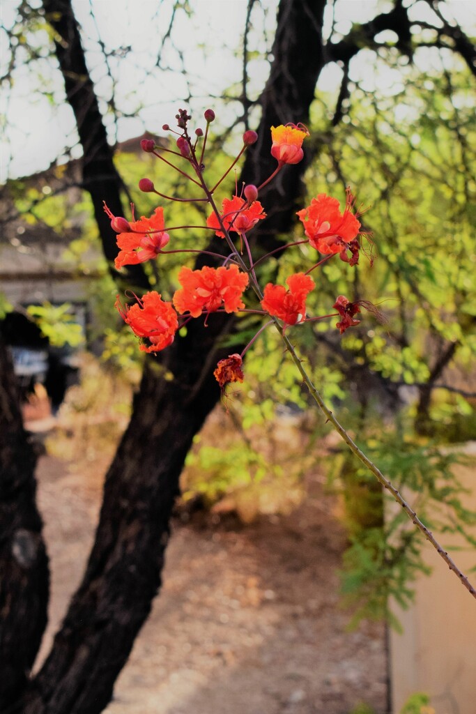 Aug 22  Flowers and Tree  by sandlily