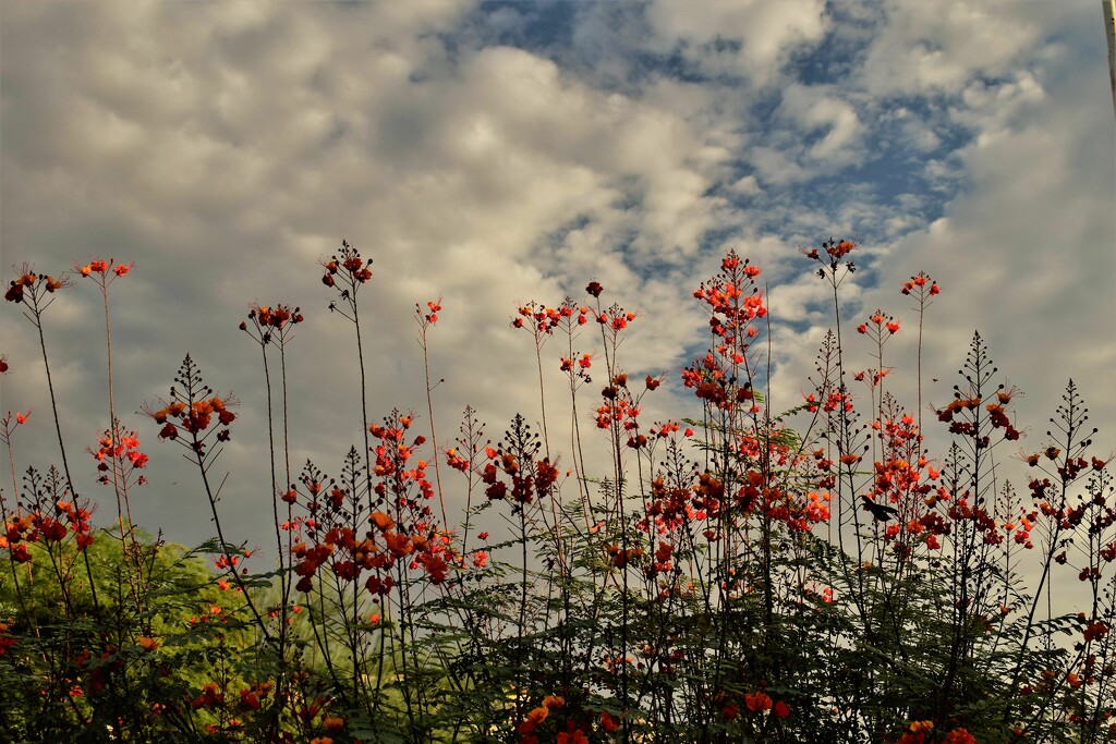 Aug 22 Flowers against sky by sandlily
