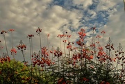 22nd Aug 2023 - Aug 22 Flowers against sky