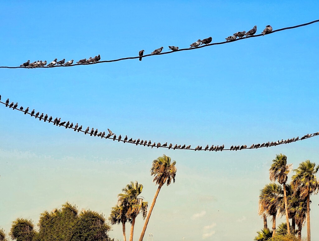 Birds on a wire by dkellogg