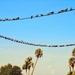 Birds on a wire by dkellogg