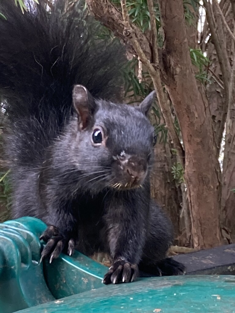 Do You Have Peanuts? by spanishliz