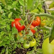 21st Aug 2023 - The tomatoes are ripening, finally!