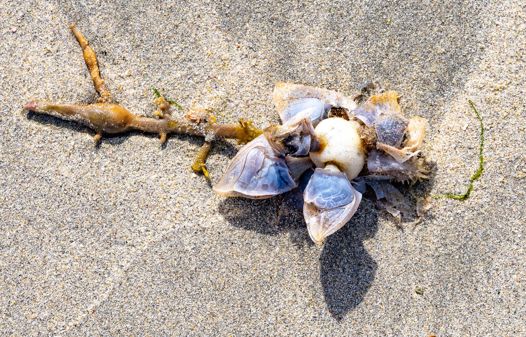 Washed Ashore by lifeat60degrees