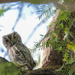 Western Screech Owl by corinnec