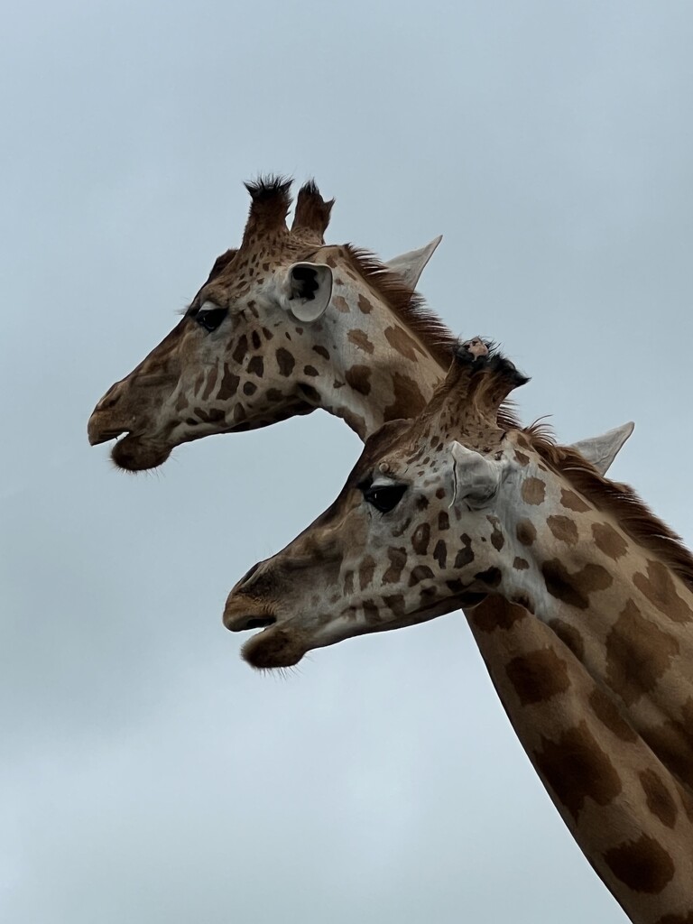 Giraffes by tinley23