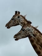 22nd Aug 2023 - Giraffes