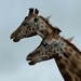 Giraffes by tinley23