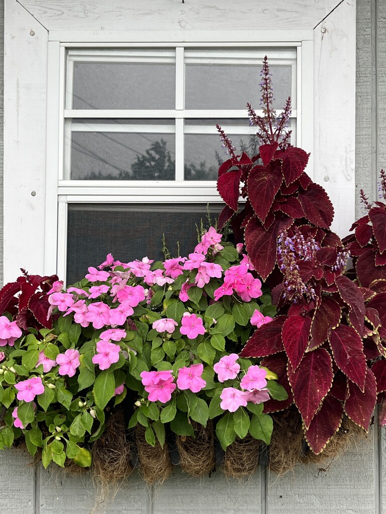 IMG_1976 she shed window box by pennyrae