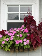 14th Aug 2023 - IMG_1976 she shed window box