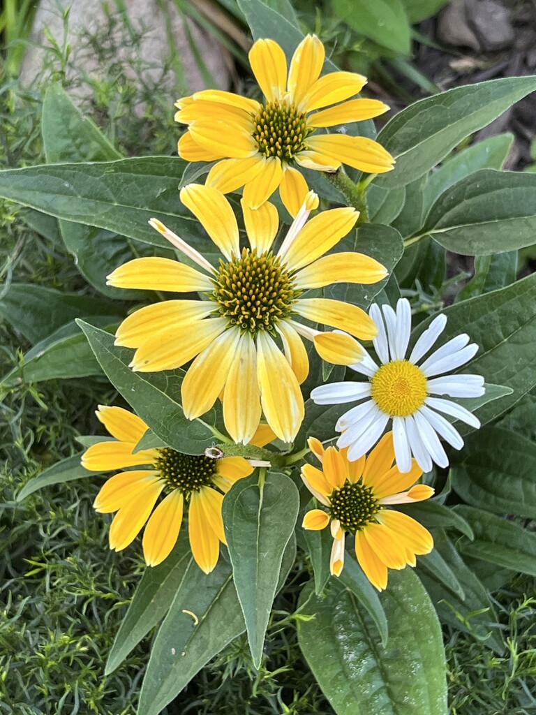 IMG_2008 love my cone flowers and daisy  by pennyrae