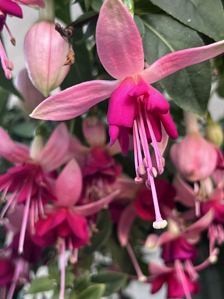 IMG_2033 fuchsia  by pennyrae