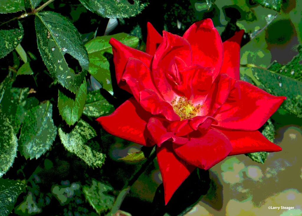 Simple rose artistic by larrysphotos