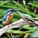 Kingfisher  by rosiekind