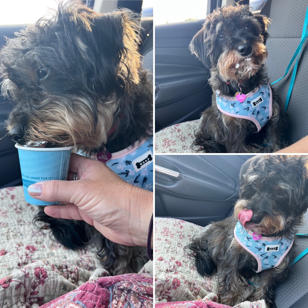 First “pup cup” by pennyrae