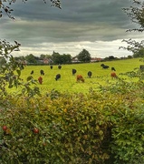 23rd Aug 2023 - The Cattle are lowing 