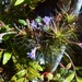 My Air Plants Flowering ~ by happysnaps