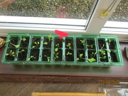 24th Aug 2023 - Lettuce seedlings .