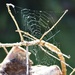 Spiders effort  by Dawn