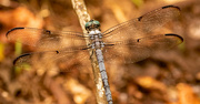 23rd Aug 2023 - Dragonfly From Above!