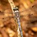 Dragonfly From Above! by rickster549