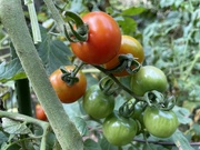 19th Aug 2023 - Tomatoes